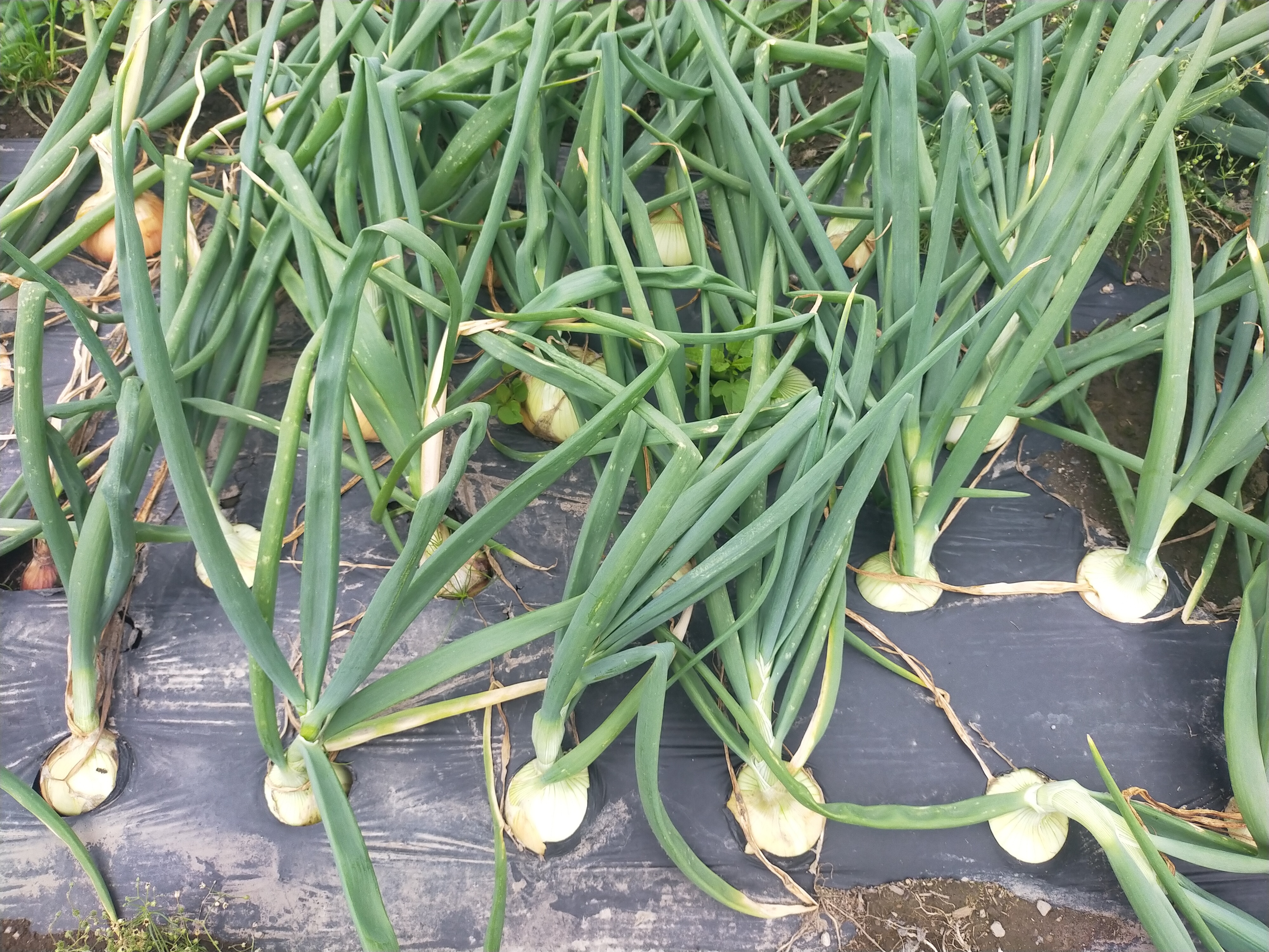 野菜セット♡伝承最上赤にんにく