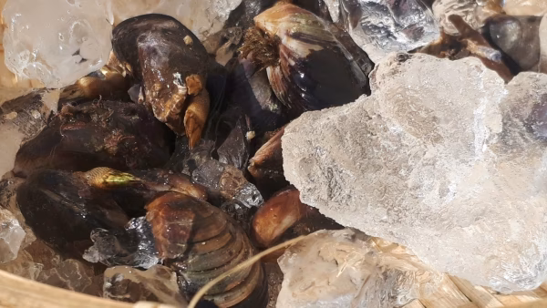 天然、イガイな旨さ！小粒でも出汁はgood、ﾑﾗｻｷｲｶﾞｲ(ﾑｰﾙ貝)⭐