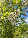 北海道産、夏の百花蜜！