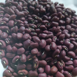 初！出品　★ささげ★