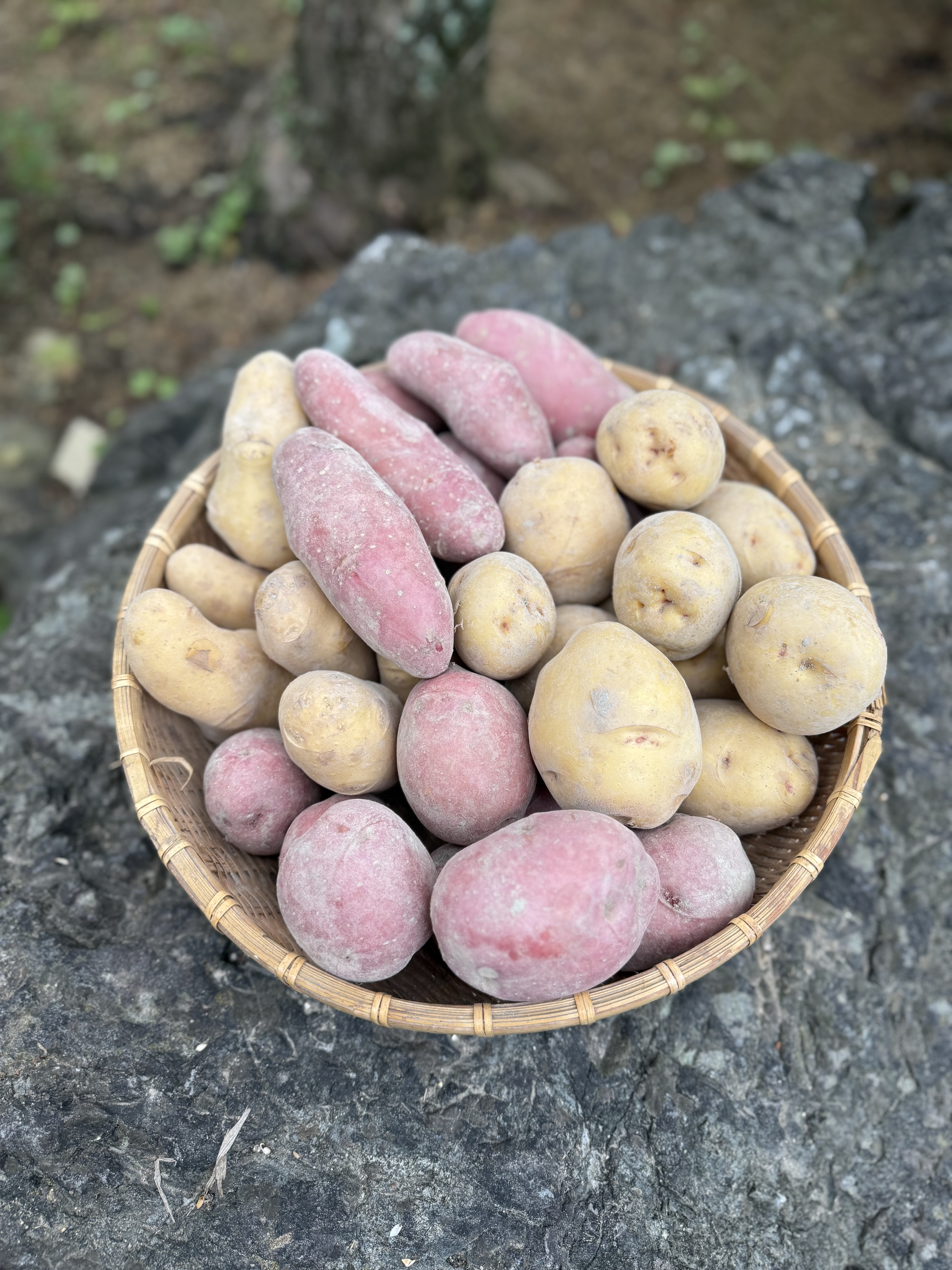高野山麓精進野菜 じゃがいも4品種詰め合わせ 80サイズの箱込みで約5kg