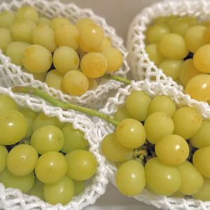 山形県高畠町産☆買得・シャインマスカット（だいぶ黄色）3-4房程度1.5kg