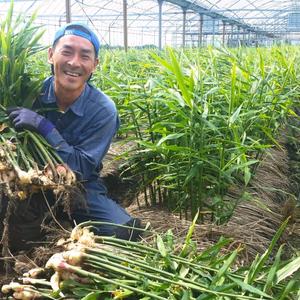 新生姜　特別栽培認可取得（減農薬栽培）