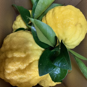 獅子柚子 鬼柚子 シシユズ 2〜4個セット農薬・化学肥料・消毒・除草剤不使用