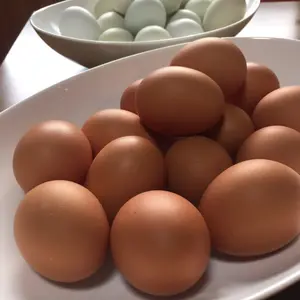 後藤もみじの地養卵　20～160個