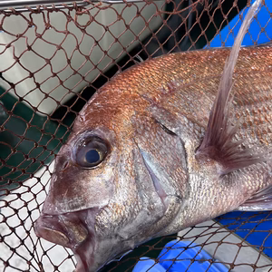 ♫来島海峡産天然マダイ♫