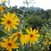 煎じる！菊芋茶（キクイモ茶）【農薬・化学肥料不使用】