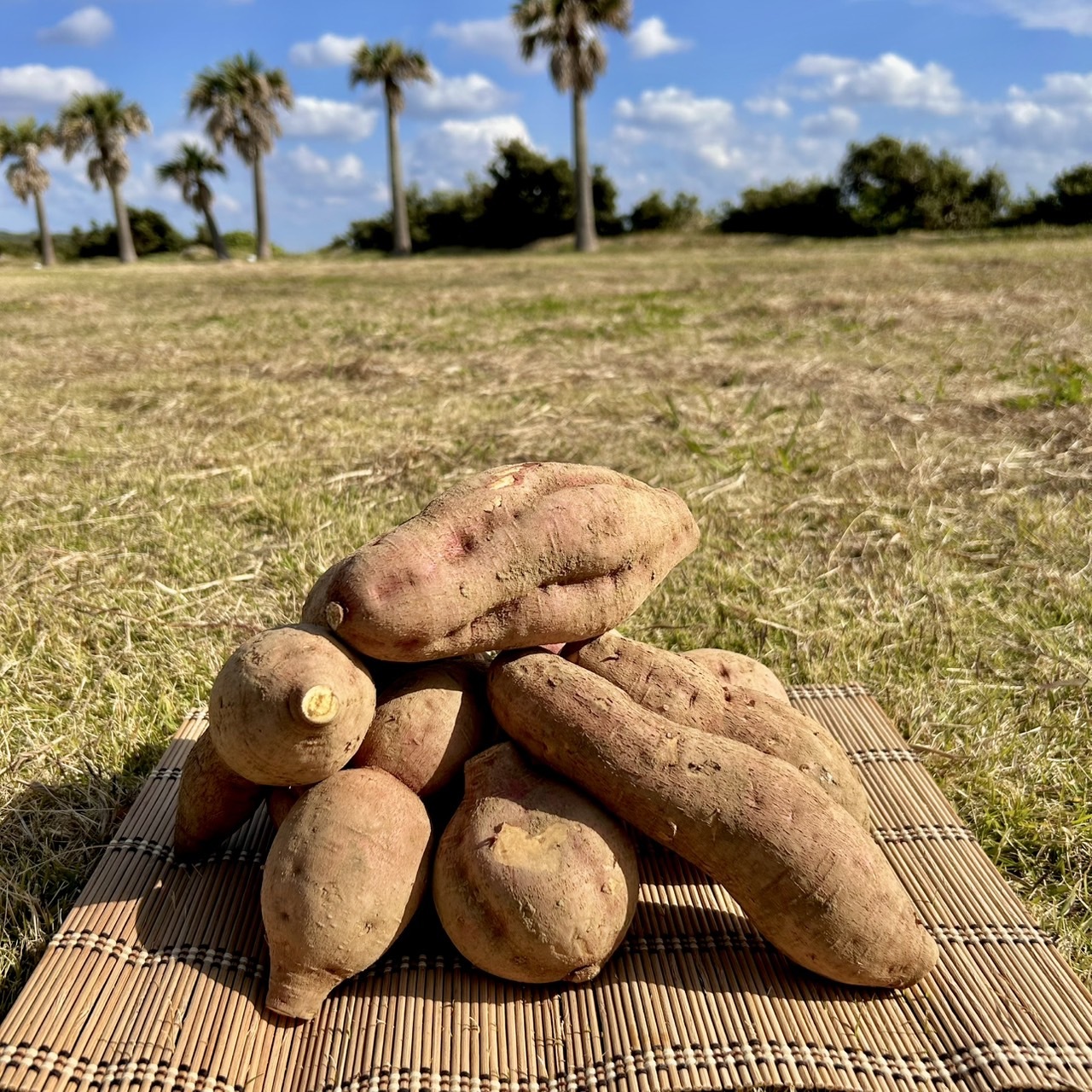 絶品】種子島産 安納芋 B品（M〜Lサイズ）｜aimo農園｜さつまいもの