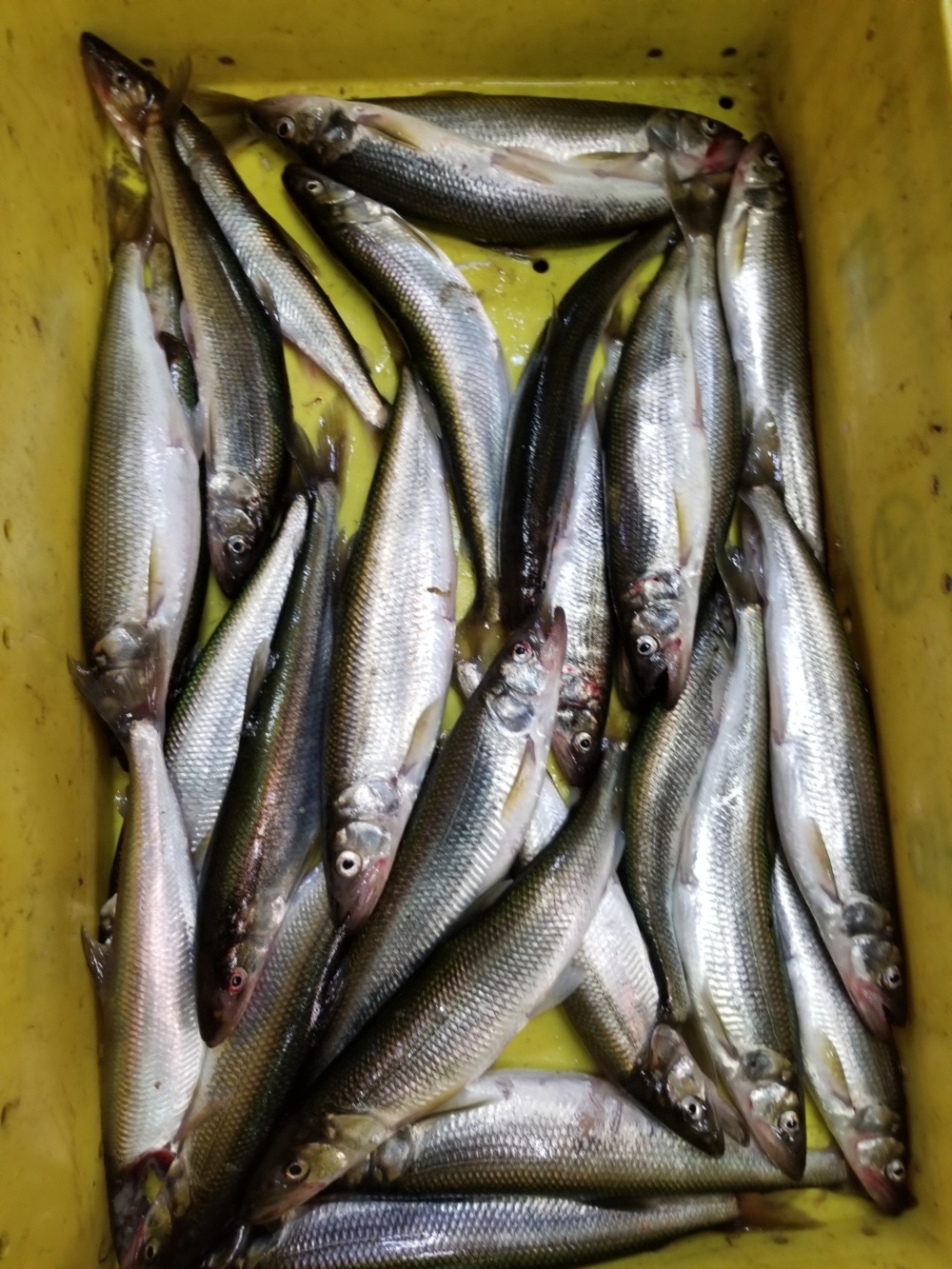 本日限定 イチマン 船上活〆キュウリウオ 下処理します 農家漁師から産地直送の通販 ポケットマルシェ