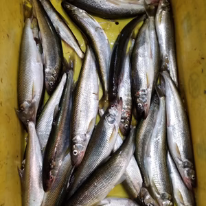 本日限定❗イチマン　船上活〆キュウリウオ　(下処理します)