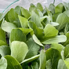 小松菜　農薬・化学肥料不使用