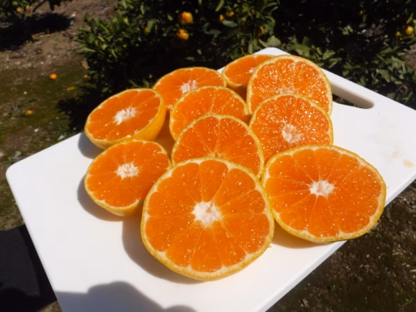 和歌山県有田産　ブランドみかん　訳あり