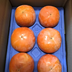 『本当の富有柿』甘さの極み  岐阜県進物用  3L ６個  2週間限定