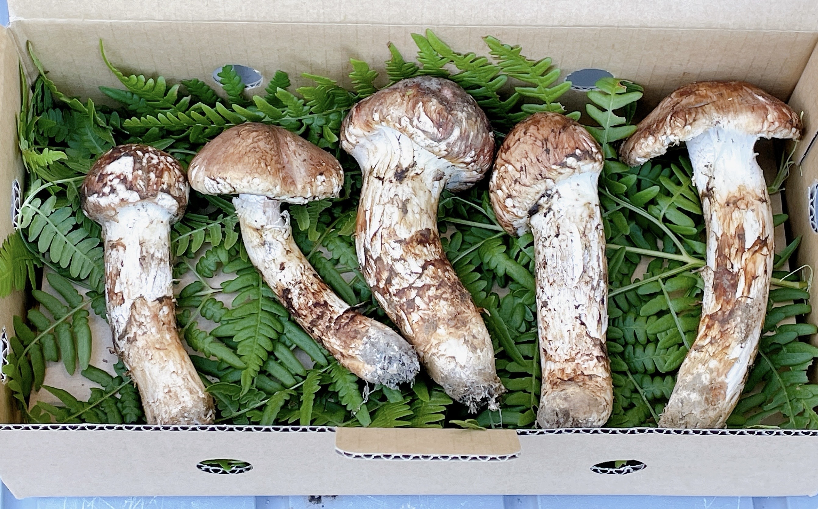 松茸の通販・お取り寄せ商品｜野菜｜ポケットマルシェ｜産地直送で旬の