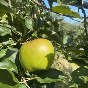 希少品種！夏のりんご、夏緑。