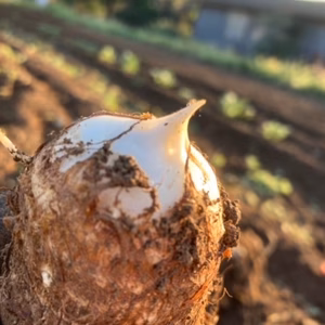 農薬・化学肥料不使用　里芋(白芽)　箱込２kg