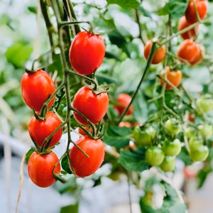 あなたの美味しいいただきます。ミニトマト怪盗ルビー