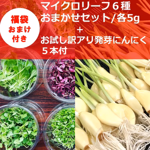 【7周年福袋】～週末発送限定～マイクロリーフ６種+訳アリ発芽にんにく5本
