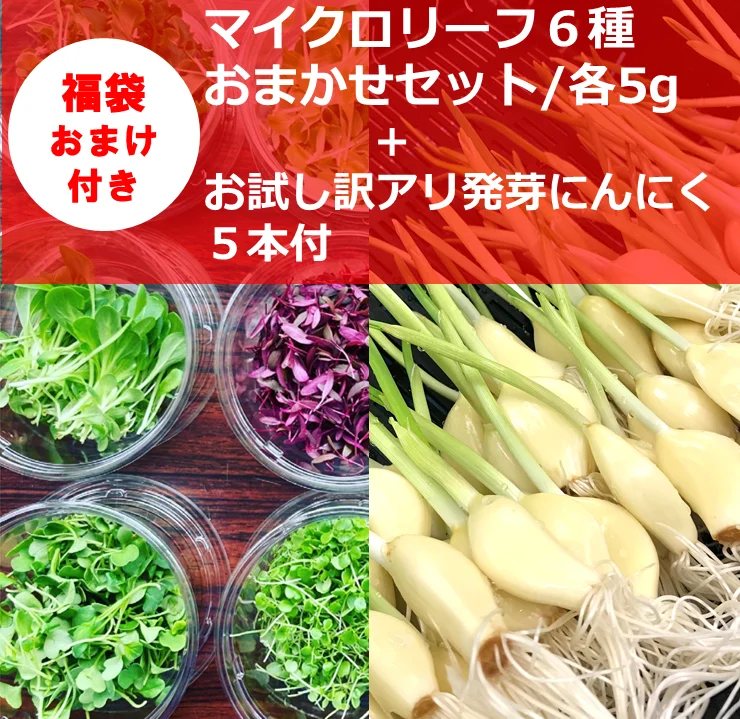 【7周年福袋】～週末発送限定～マイクロリーフ６種+訳アリ発芽にんにく5本