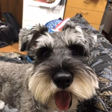 ペイ