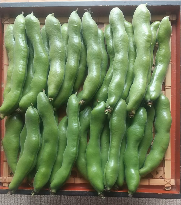 元祖　水迫ソラマメ　4.8㎏