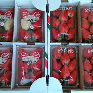 完熟❤️朝摘み❤️スカイベリーととちおとめの豪華な食べ比べセット❤️
