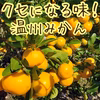 くせになる味！温州みかん