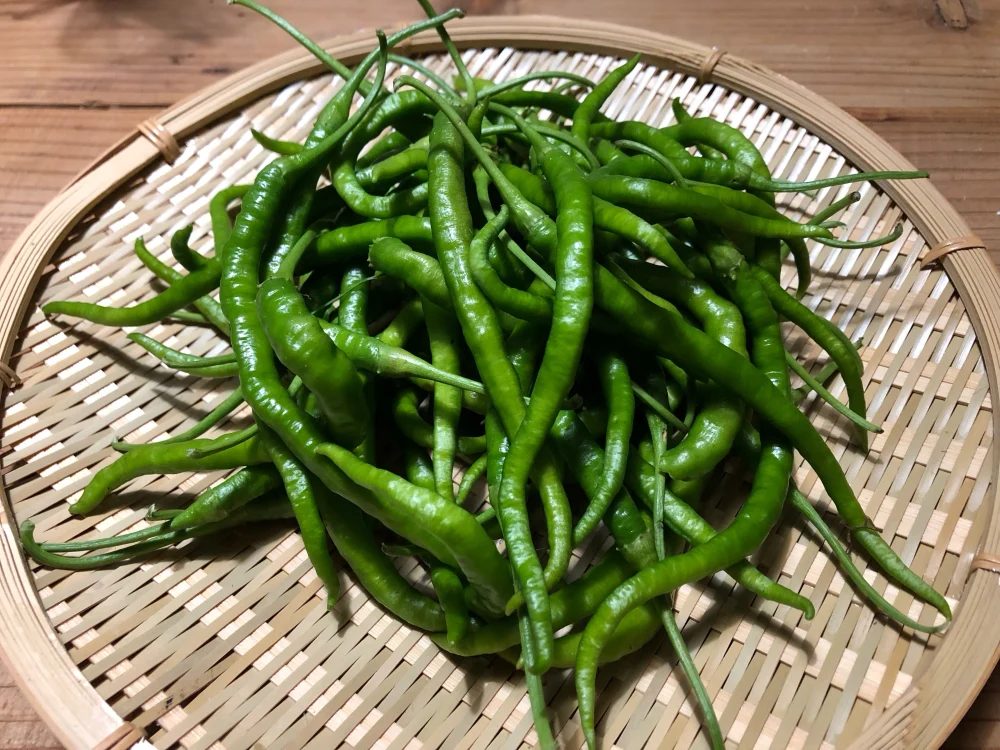 【農薬・化学肥料不使用栽培】　乾燥唐辛子・ひもとうがらし　９０本（約７5g)