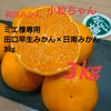 【ミエ様専用】日南✖田口 甘小粒ちゃん木なり熟成 3㎏ 