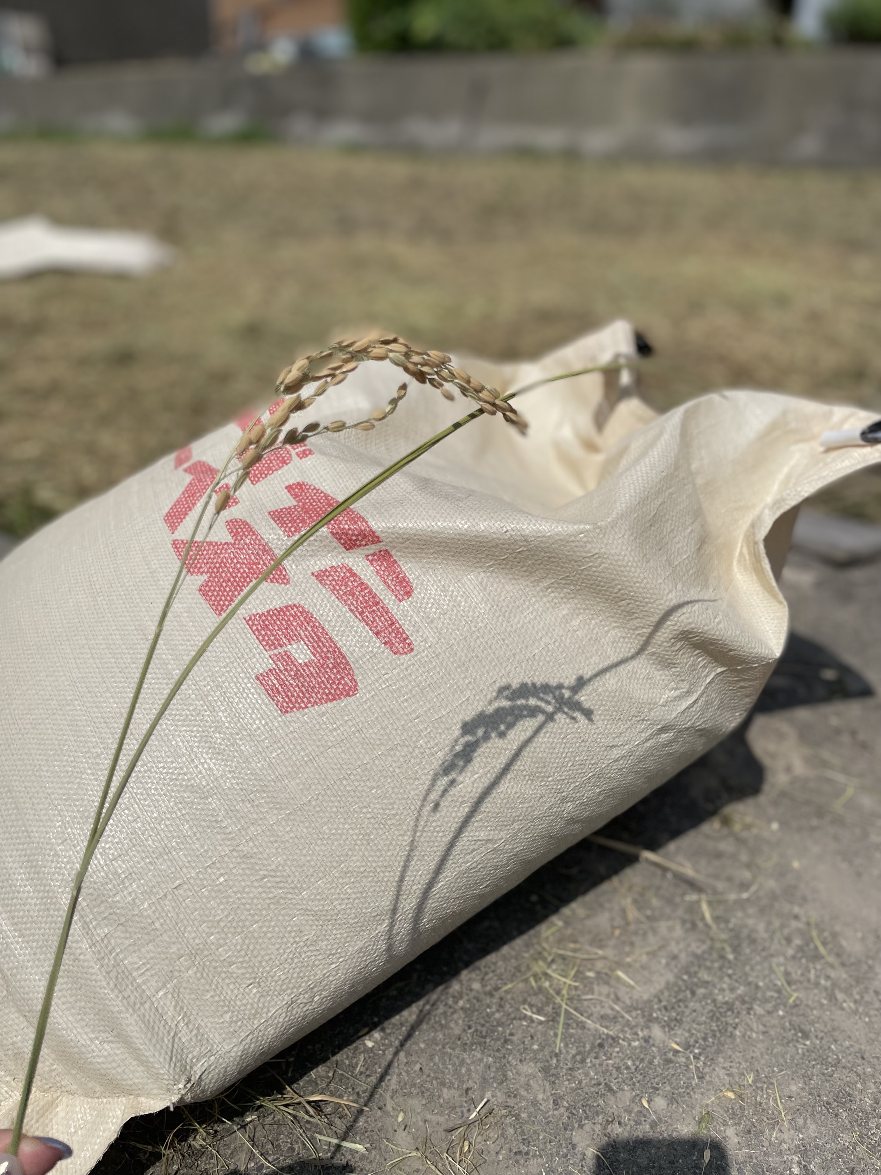 【予約販売　9月下旬発送】✿☻Meめろ♛∮　きぬひかり 令和6年新米滋賀県産きぬひかり玄米20キロTUF Gaming GeForce