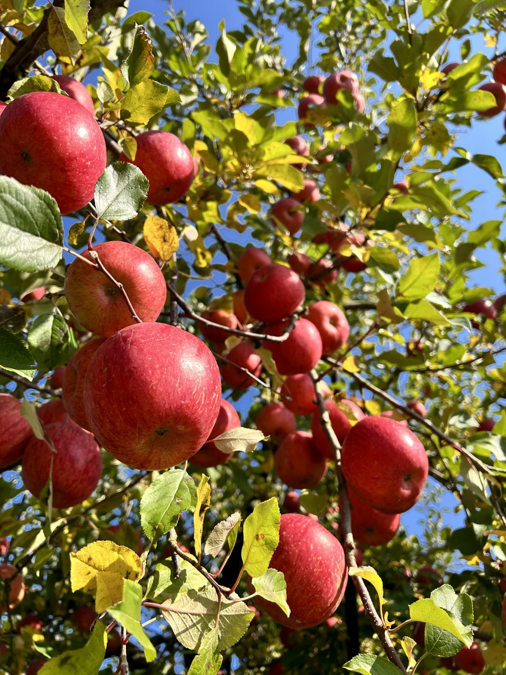 王林】シャリシャリの青りんご 農薬60％減 ｜果物の商品詳細｜ポケット