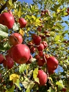【王林】子どもに人気の青りんご 農薬60％減 