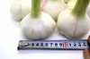 (送料一律)農薬・化学肥料不使用！熊本のマイルド生にんにく特大玉(直径約8cm)