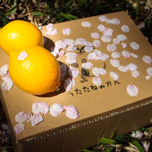 《香りと甘みが強い特選レモン》贈答用にも◎（大小混合）