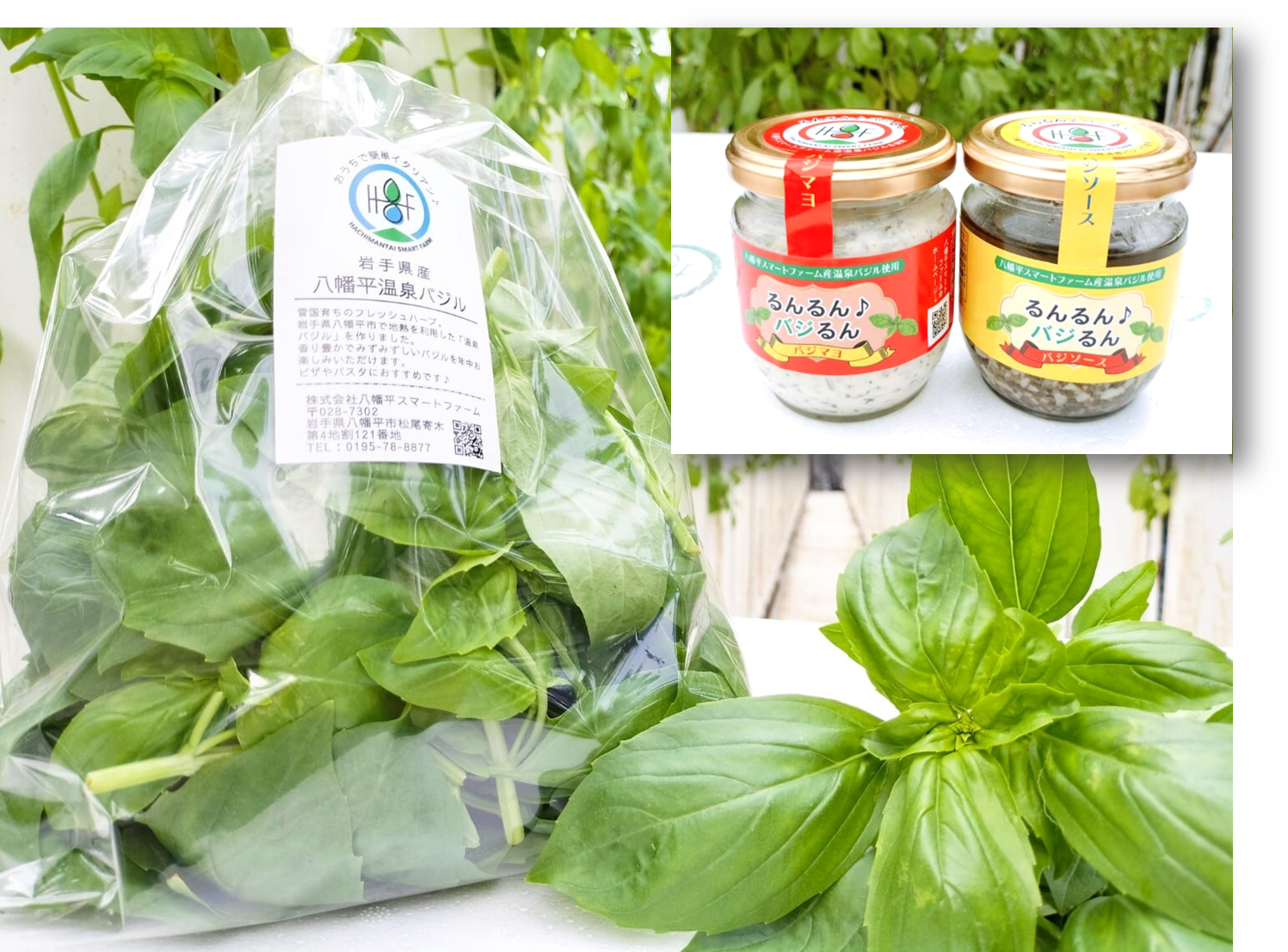 バジルの通販・お取り寄せ商品｜野菜｜ポケットマルシェ｜産地直送で旬