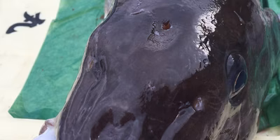 正しい神経〆の価値が脅かされていく