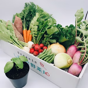 【ハーブ栽培セット付】５月のオーガニック野菜セット（クール便）