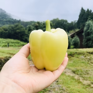 【限定販売】料理がワンランクアップ✨輝くクリーム！生で美味しいクリームピーマン！