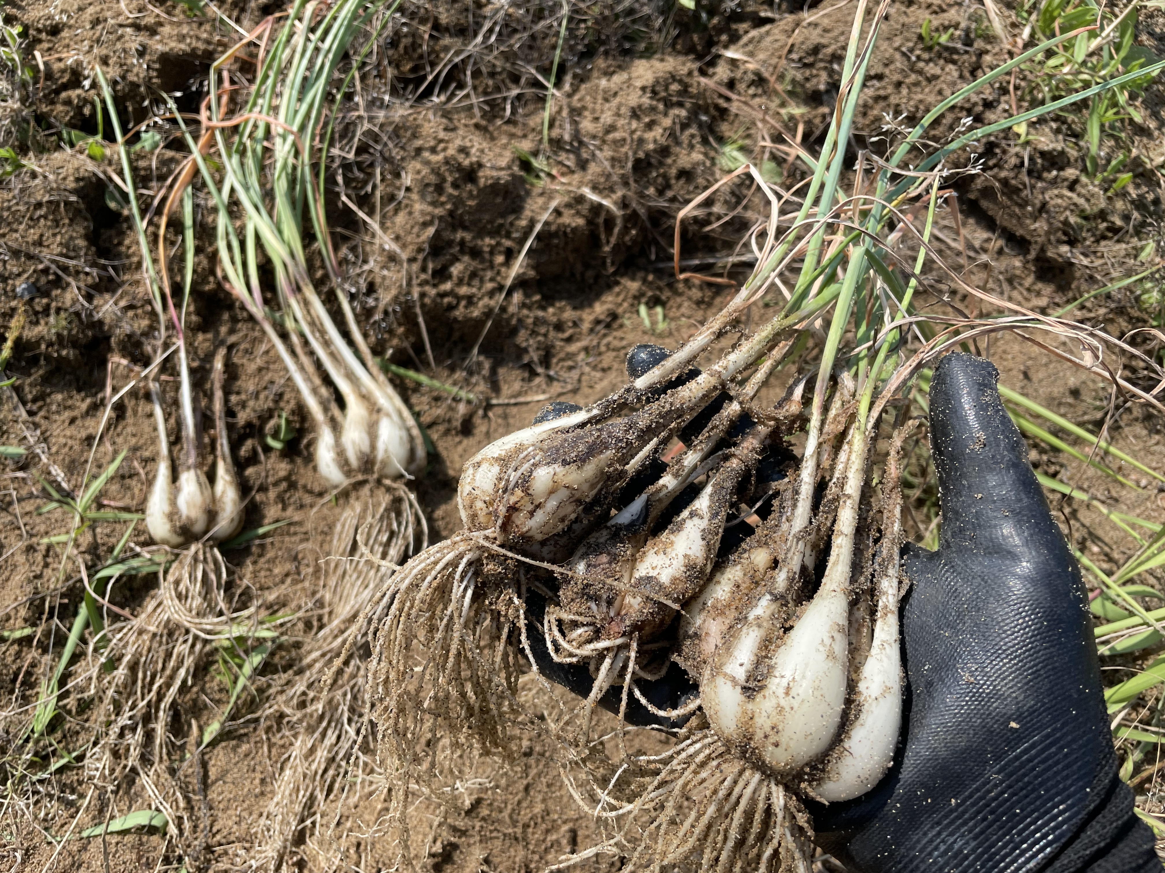 生らっきょう 鳥取市福部産 無農薬栽培 20kg前後 ※発送予定 野菜