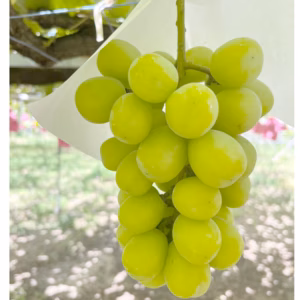 甘さそのまま!! 産地直送訳あり”シャインマスカット”