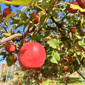 シナノスイート★家庭用　園主おすすめりんご　農薬60%減