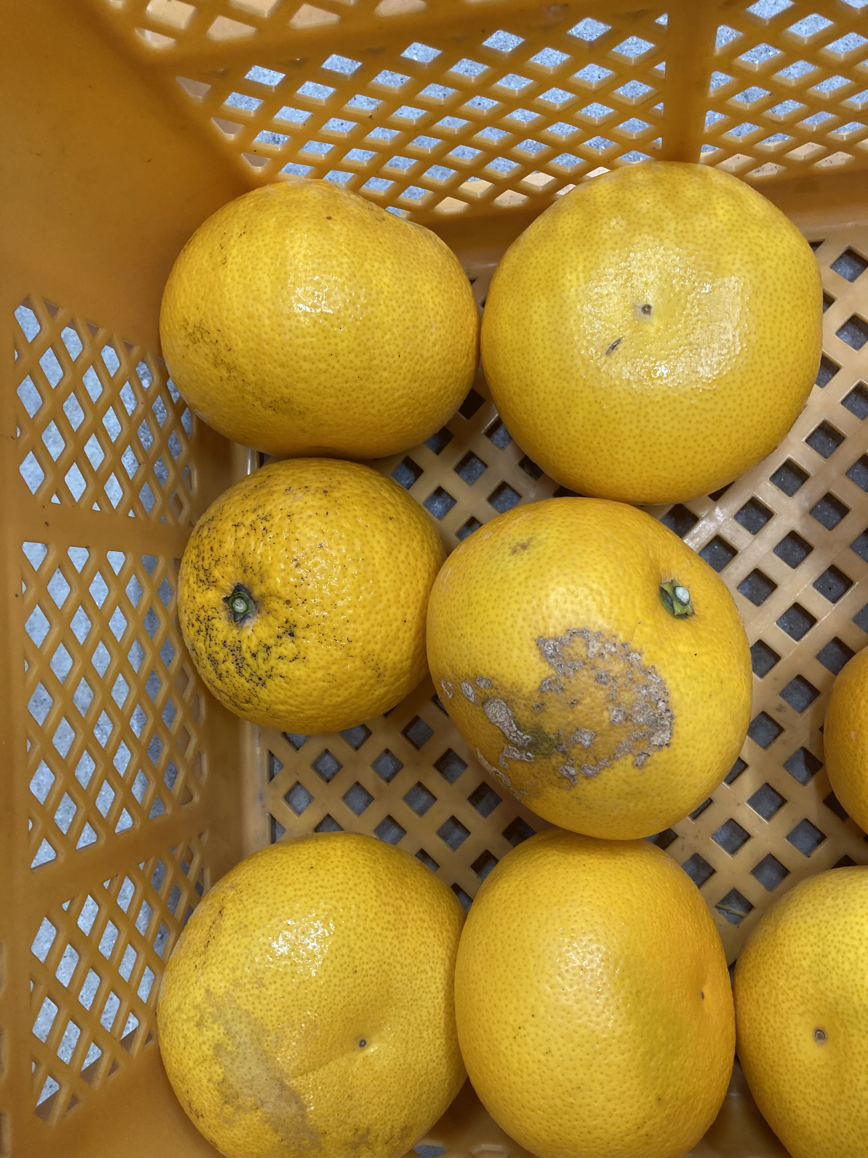 [産地直送]和歌山県産 家庭用小さめハッサク 箱込み約5キロ 家庭用小さめのハッサク 箱込み約5キロ