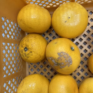 【産地直送】和歌山県産　家庭用小さめハッサク 箱込み約5キロ