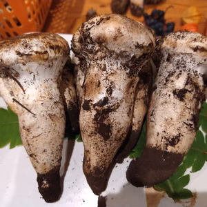 旬◆天然◆白松茸