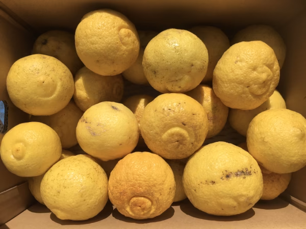 ※訳ありはるか家庭用（大キズあり）