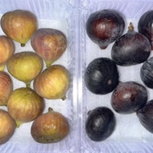 本日の朝市❗️「ブリジャソットグリース小玉」&「ビオレソリエス超小玉」