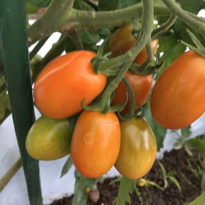 【露地栽培・農薬不使用】ロッソナポリタン(1kg) 生バジルのおまけ付き 