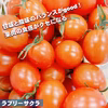 採れたてそのままミニトマト！大人気の品種３種類セット