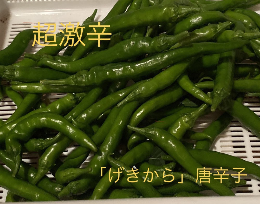げきから 青トウガラシ クール便 農家漁師から産地直送の通販 ポケットマルシェ