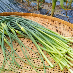 【希少★期間・数量限定　平戸ニンニクの芽】農薬・除草剤・化学肥料不使用